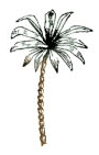 palm tree